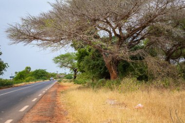 Güneybatı Sene 'nin kurak bozkırlarında devasa baobab ağaçları.