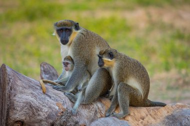 Gambiya maymunu. Bijilo Ulusal Parkı. Gambiya 'daki Orman Batı Afrika