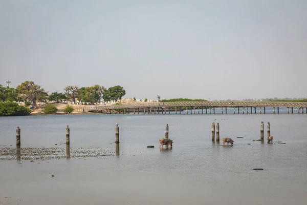 Tarihi Fadiauth Adası 'na bakın. Senegal. Batı Afrika. — Stok fotoğraf