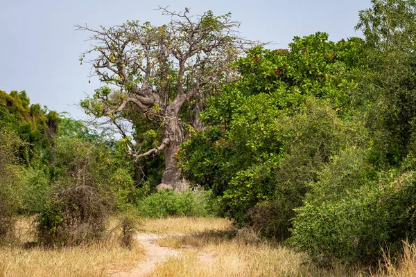 Masivní baobab stromy v suché suché savany jihozápadní Sene — Stock fotografie