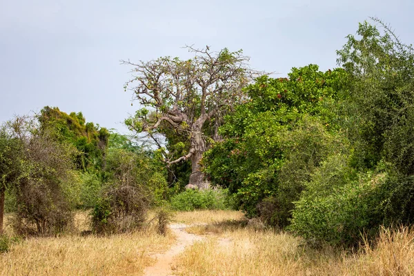 Baobás maciços na savana árida seca do sudoeste de Sene — Fotografia de Stock