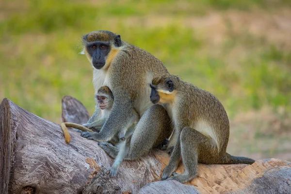 Gambijská opice. Národní park Bijilo. Džungle v Gambii Západní Afrika — Stock fotografie