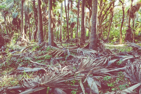 Bijilo National Park. Jungle in Gambia West Africa. — Stock Photo, Image