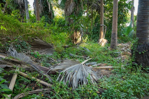 Bijilo National Park. Jungle in Gambia West Africa. — Stock Photo, Image