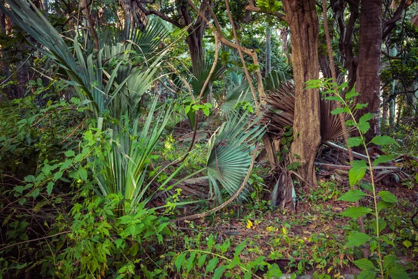 Parque Nacional de Bijilo. Selva na Gâmbia África Ocidental . — Fotografia de Stock