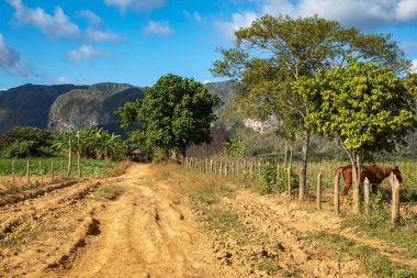 Vinales Vadisi. Çiftlik ve m ile tipik Valle de Vinales manzarası