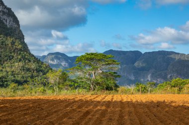 Vinales Vadisi. Çiftlik ve m ile tipik Valle de Vinales manzarası