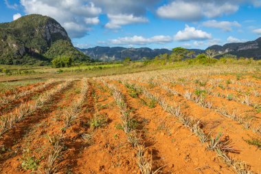 Vinales Vadisi. Çiftlik ve m ile tipik Valle de Vinales manzarası