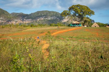 Vinales Vadisi. Çiftlik ve m ile tipik Valle de Vinales manzarası