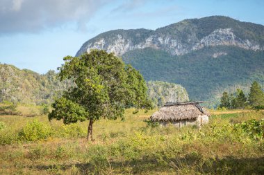 Vinales Vadisi. Çiftlik ve m ile tipik Valle de Vinales manzarası