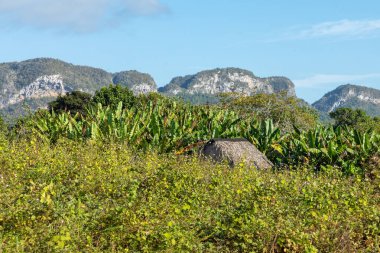 Vinales Vadisi. Çiftlik ve m ile tipik Valle de Vinales manzarası
