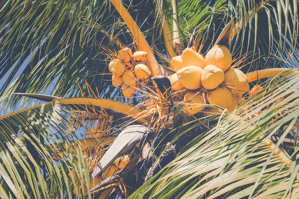 Trinidad, Cuba. Coconut on an exotic beach with palm tree enteri — Stock Photo, Image