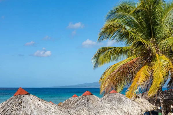 Trinidad, kuba. Kokosnuss an einem exotischen Strand mit Palmen — Stockfoto