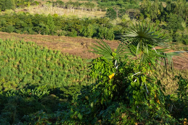 Valle de los Ingenios (sockerbruk i Valley) på Kuba, en berömd tou — Stockfoto
