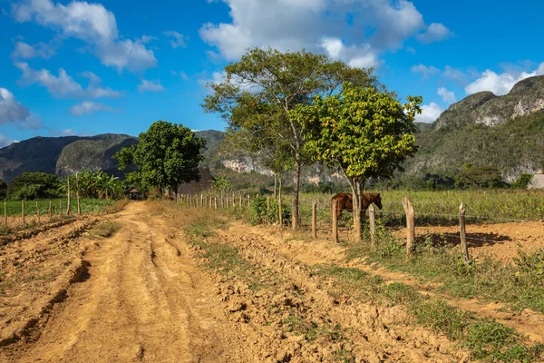 Vinales Valley. Typisk utsikt över Valle de Vinales med gård och m — Stockfoto