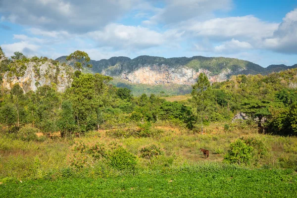 Vinales Valley. Typisk utsikt över Valle de Vinales med gård och m — Stockfoto