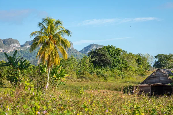 Vinales Tal. typische Aussicht auf das Valle de Vinales mit Bauernhof und — Stockfoto