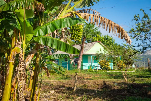 Vinales Vadisi. Çiftlik ve m ile tipik Valle de Vinales manzarası — Stok fotoğraf