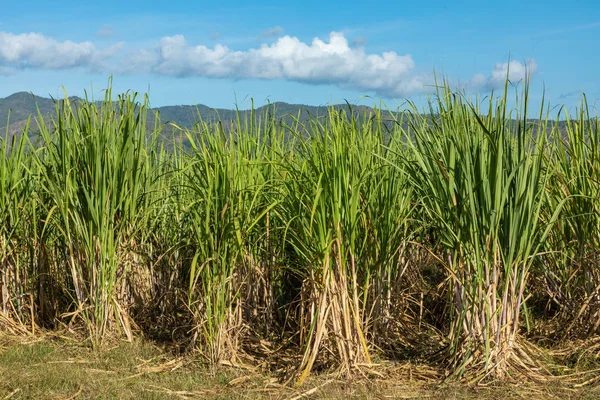 Sockerrör plantage i Kuba — Stockfoto