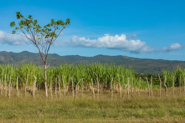 Sockerrör plantage i Kuba — Stockfoto