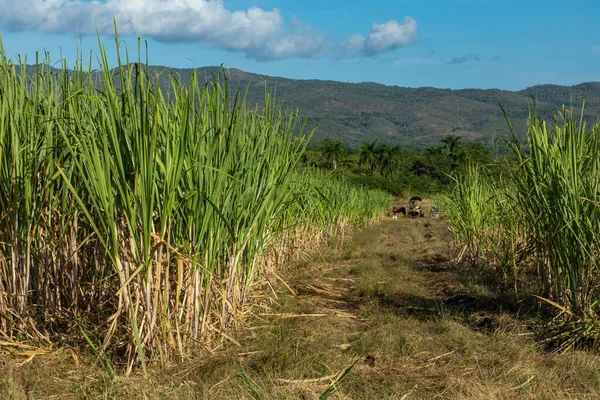 Sockerrör plantage i Kuba — Stockfoto