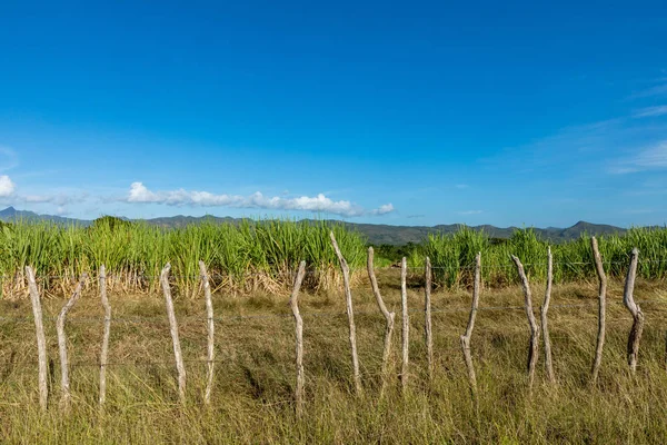 Sockerrör plantage i Kuba — Stockfoto