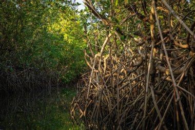 Gambiya Mangrovları. Ormanda yeşil mangrov ağaçları. Gambiya.