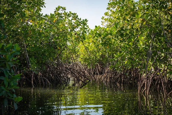 Gambiya Mangrovları. Ormanda yeşil mangrov ağaçları. Gambiya. — Stok fotoğraf
