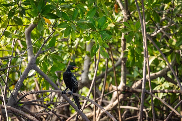 Gambiya Mangrovları. Siyah karabatak kuşu. Yeşil mangrov ağaçları — Stok fotoğraf