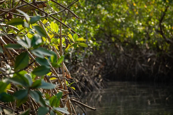 Gambia Mangrovie. Alberi di mangrovie verdi nella foresta. Gambia . — Foto Stock