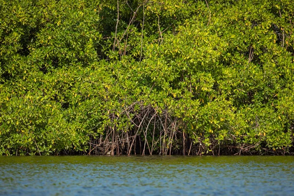 Gambia Mangroves. Gröna mangroveträd i skogen. Gambia. — Stockfoto