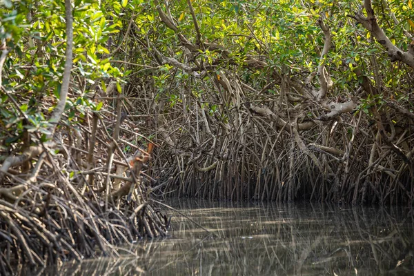 Gambia-Mangroven. grüne Mangrovenbäume im Wald. Gambia. — Stockfoto