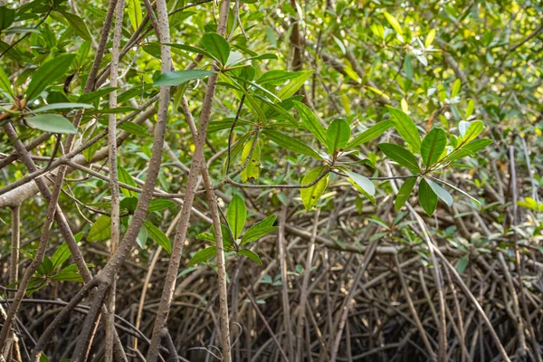 Gambia Mangroves. Gröna mangroveträd i skogen. Gambia. — Stockfoto