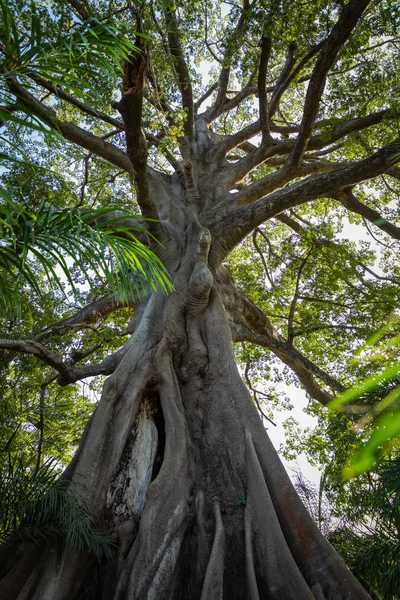 Árvore grande na selva em Gâmbia . — Fotografia de Stock