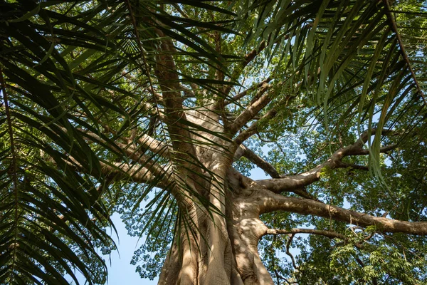 Árbol grande en la selva en Gambia . — Foto de Stock