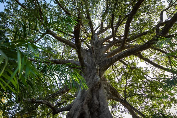 Grande Albero nella giungla in Gambia . — Foto Stock