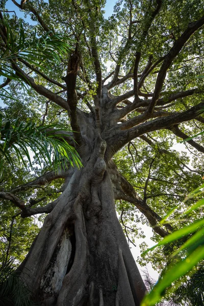 Árbol grande en la selva en Gambia . — Foto de Stock