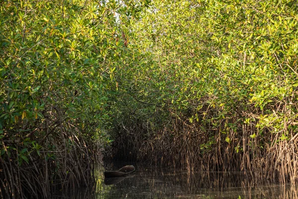 Gambia Mangroves. Pohon bakau hijau di hutan. Gambia . — Stok Foto