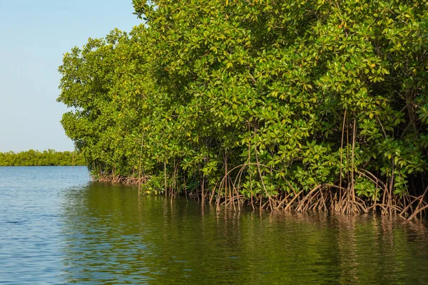 Gambia Mangroves. Gröna mangroveträd i skogen. Gambia. — Stockfoto