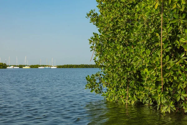 Gambia Manglares. Los manglares verdes en el bosque. Gambia . —  Fotos de Stock