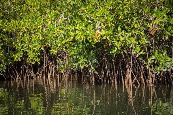 Gambiya Mangrovları. Ormanda yeşil mangrov ağaçları. Gambiya. — Stok fotoğraf