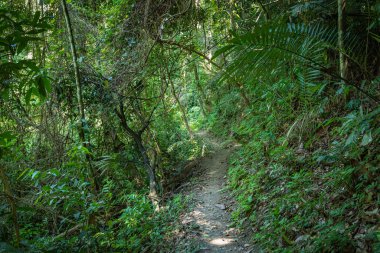 Luang prabang 'da Tad Sae Şelalesi, Laos