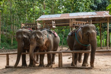 Luang Prabang, Laos - 12 Ekim 2019 Tad Sae Wate fili