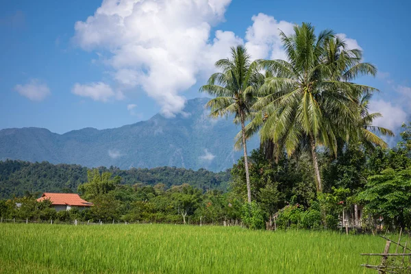 Trópusi falu Vang Vieng, Laosz. Zöld tenyér. — Stock Fotó