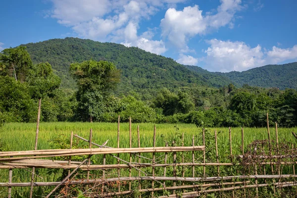 Tropiska byn Vang Vieng, Laos. Gröna palmer. — Stockfoto