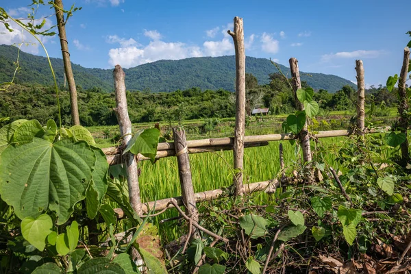 Tropiska byn Vang Vieng, Laos. Gröna palmer. — Stockfoto