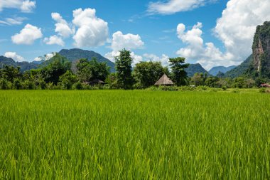 Yeşil pirinç tarlaları ve dağlar, Vang Vieng, Laos, Güneydoğu Asi