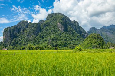 Yeşil pirinç tarlaları ve dağlar, Vang Vieng, Laos, Güneydoğu Asi