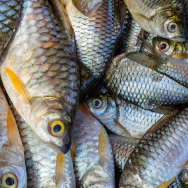 Balık, Khong nehrini Vientiane laos 'taki yerel pazara kadar oluşturur..