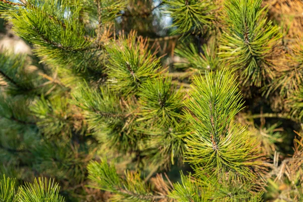 Färsk grön närbild av tall. — Stockfoto